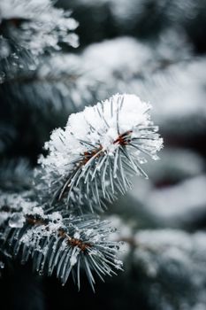 Snow-covered spruce branch with sharp needles in a winter scene.