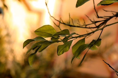 Close-Up Shot of Green Leaves