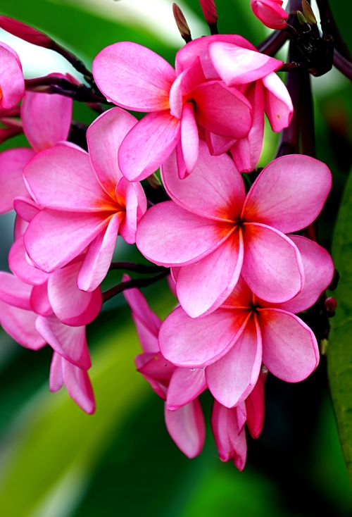 Free Close-up of vibrant pink frangipani flowers in full bloom with lush green foliage, highlighting tropical beauty. Stock Photo