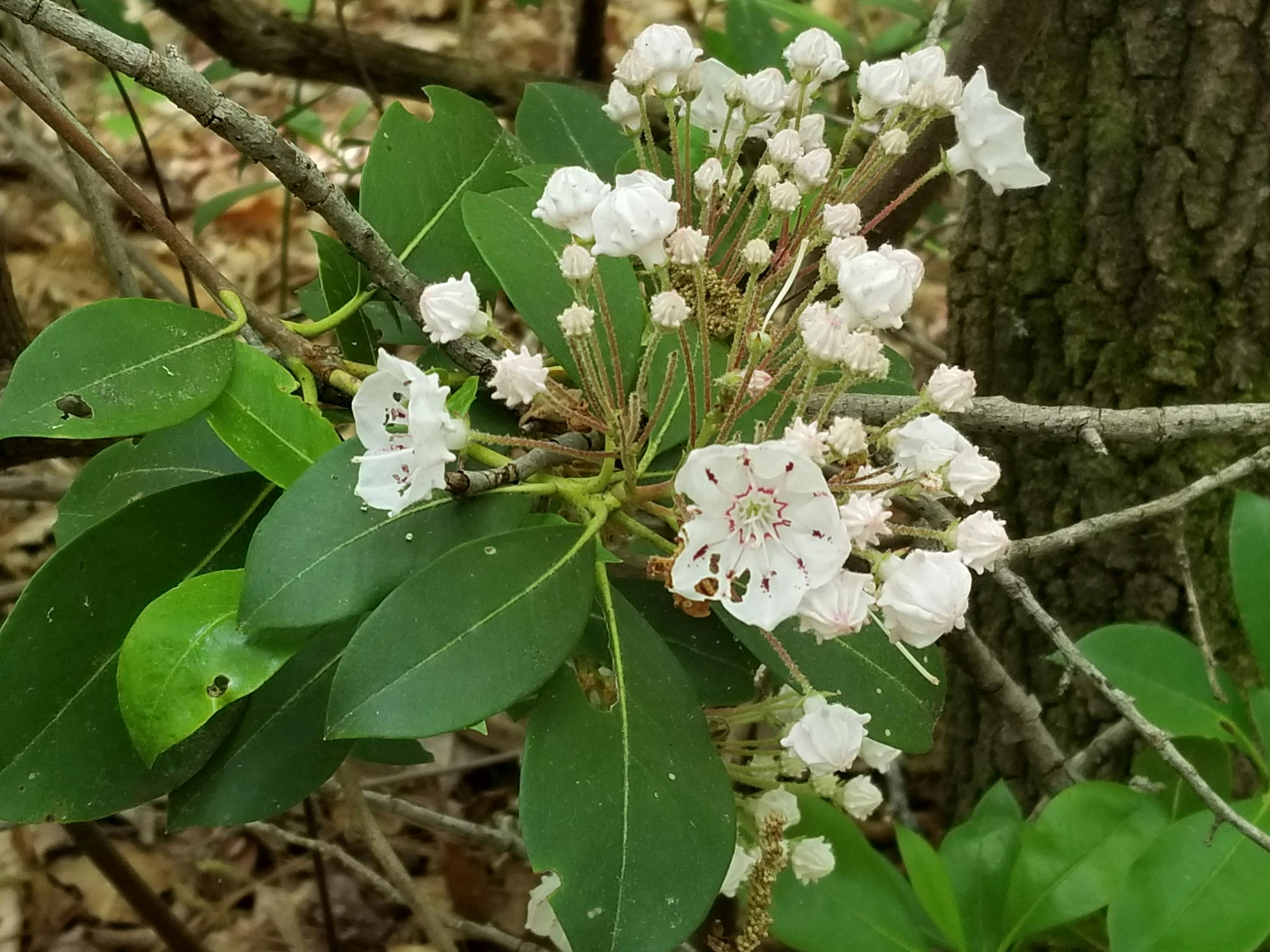 Free Stock Photo Of Mountain Laurel In Bloom