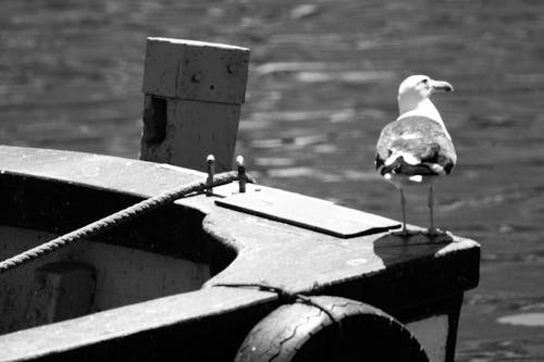 Free stock photo of harbour, seagull