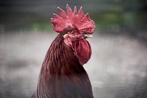Close-Shot of a Red Rooster