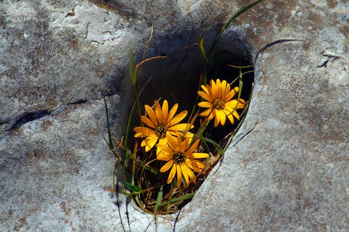 Free stock photo of coastal flowers, daisies, rock plants