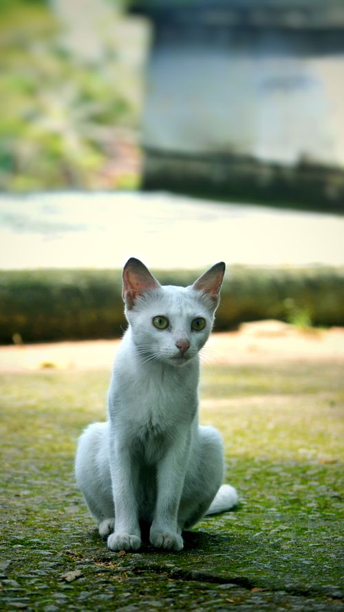 4,329+以上の無料インドの猫画像