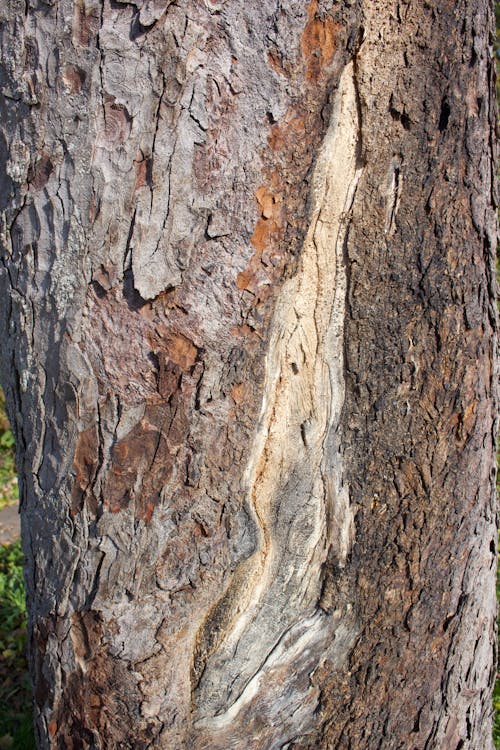 Free stock photo of arrow, bark, branches