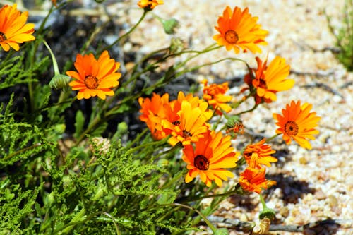 Free stock photo of daisies, orange, vynbos