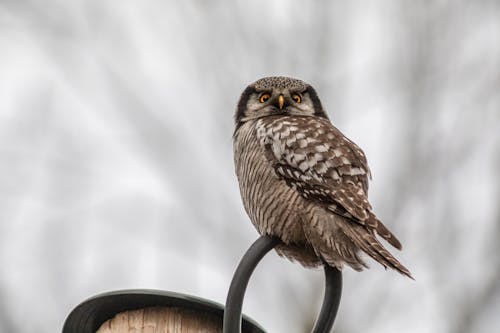 Free Brown Owl on Brown Wooden Post Stock Photo