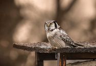White and Black Owl on Brown Wooden Post