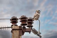 Brown and White Bird on Brown Metal Stand
