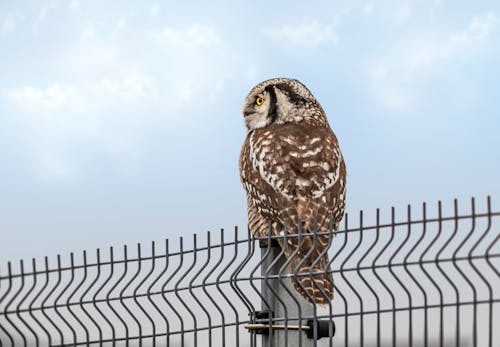 Close-Up Shot of a Northern Hawk-Owl 