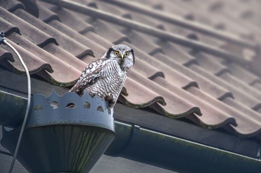owl photo