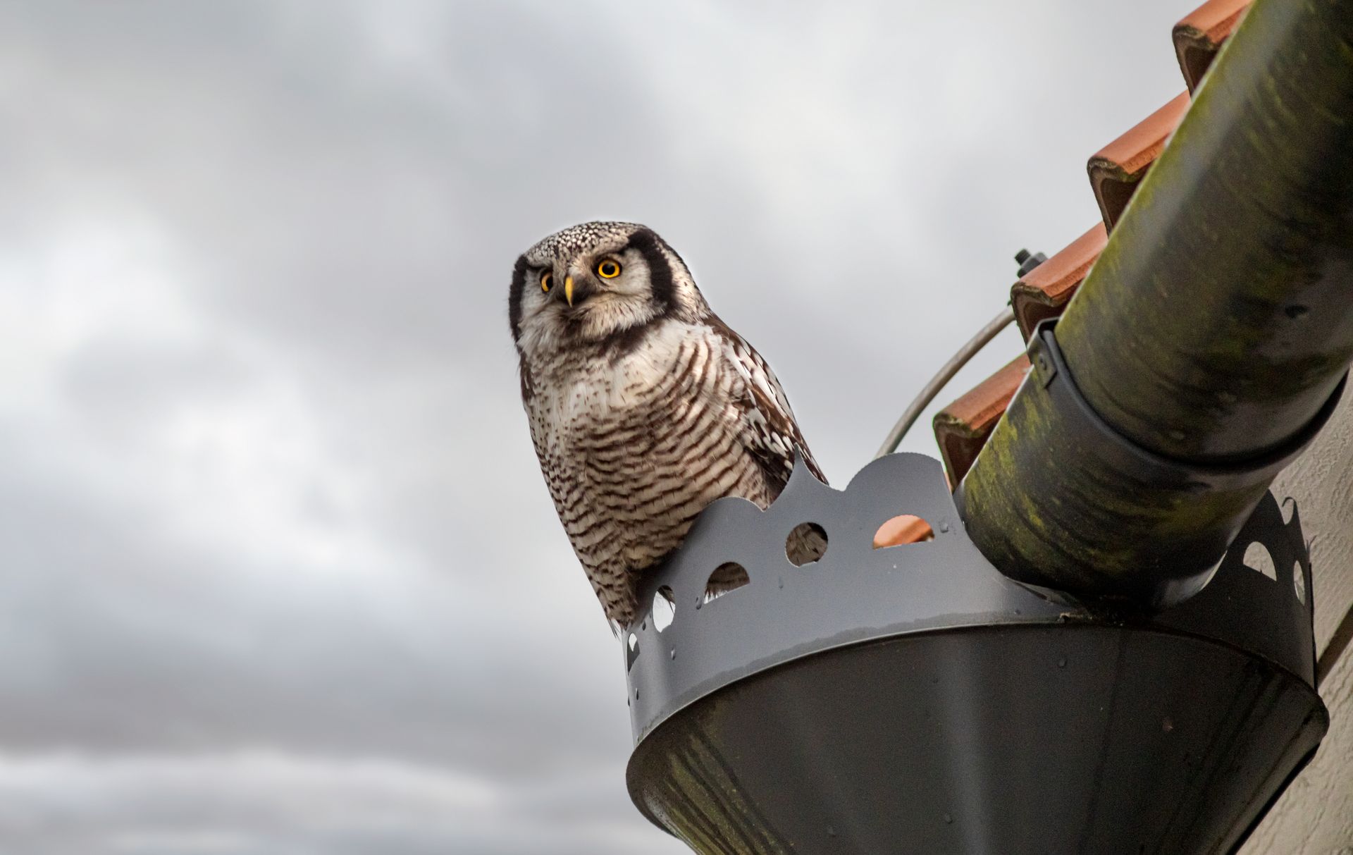 A Northern Hawk-Owl sits alertly perched on a rooftop gutter.