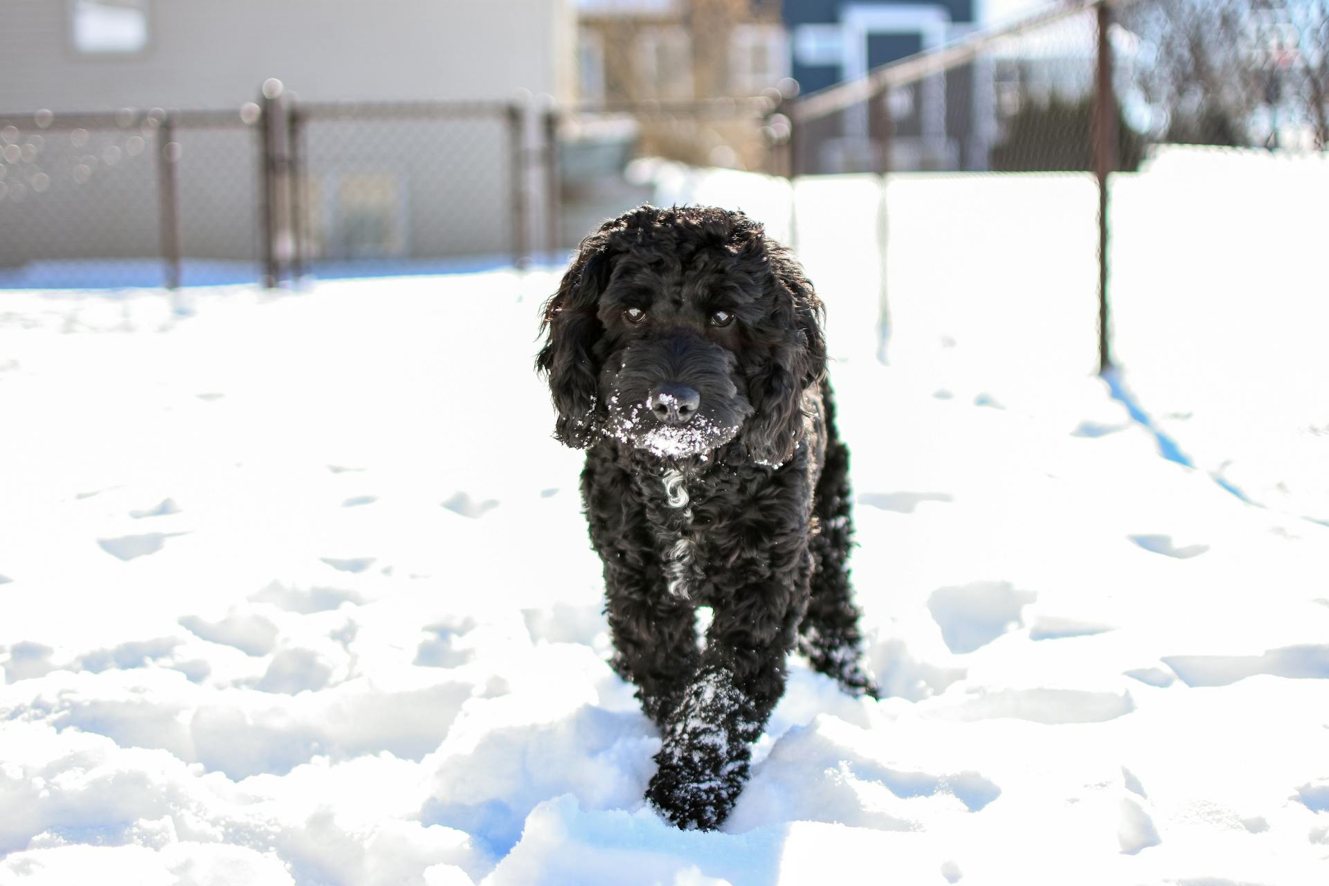 Een close-up van een kakapoe die op de met sneeuw bedekte grond loopt