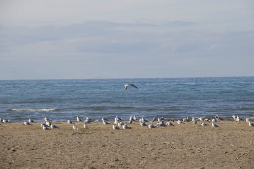 Free stock photo of beach, birds, blue water