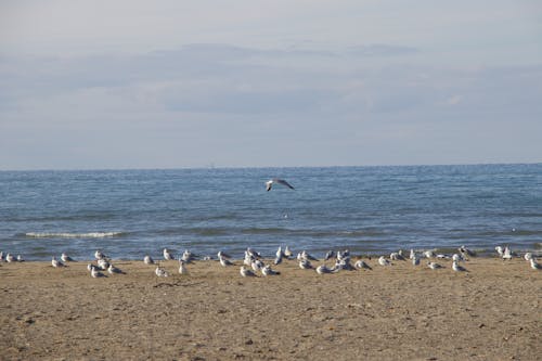 Immagine gratuita di acqua, acqua azzurra, acqua del lago