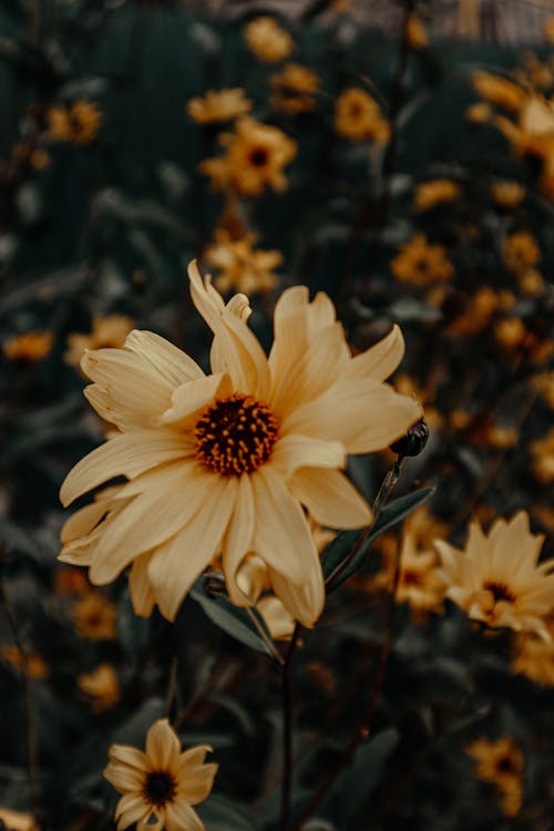 alan derinliği, ayçiçekleri, bulanık artalan içeren Ücretsiz stok fotoğraf