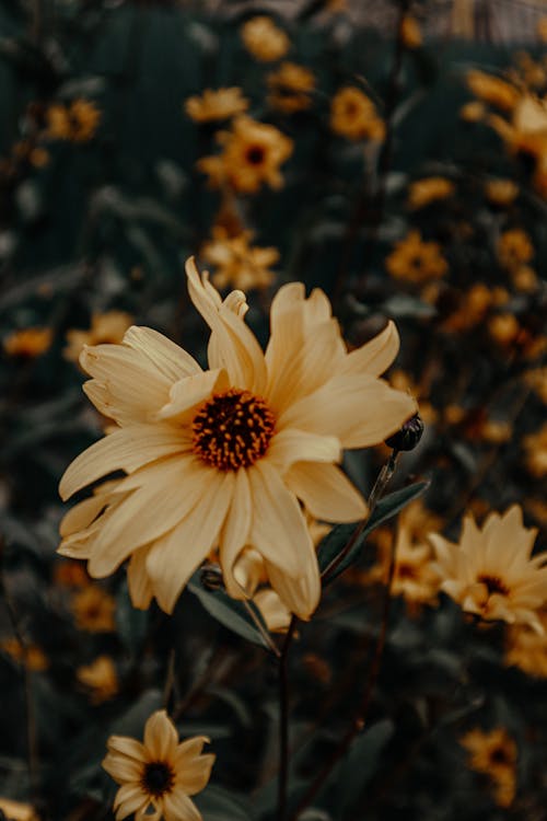 A Yellow Sunflower in Full Bloom