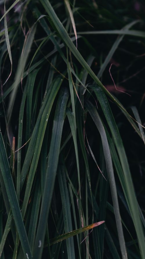 Free A detailed view of fresh green grass blades with dewdrops, evoking morning freshness. Stock Photo