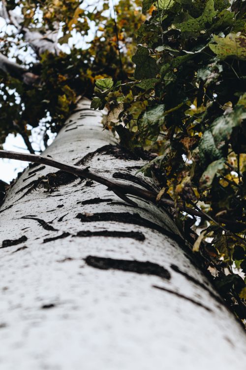Free Low angle close-up of a birch tree trunk with autumn leaves. Stock Photo