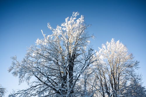 Foto profissional grátis de árvores cobertas de neve, árvores nuas, céu azul