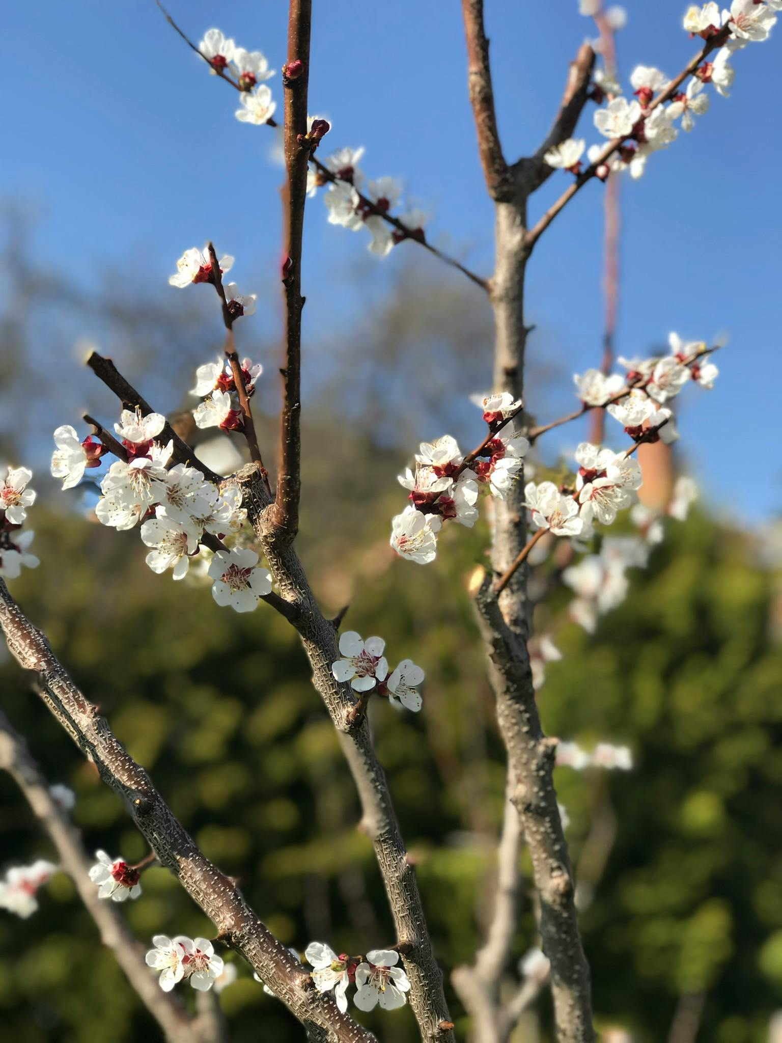 Free stock photo of #home #white #flower #spring #tree #garden