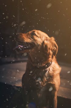 A golden retriever enjoying a snowy night outdoors. Perfect for pet lovers and winter themes.