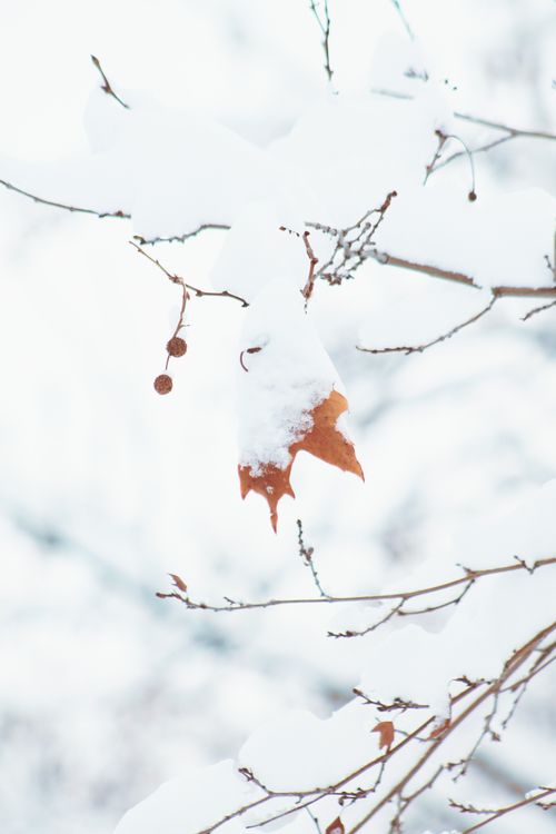 Free A vertical close-up shot of snow-covered branches and leaves, capturing the essence of winter. Stock Photo