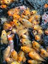 Yellow and White Fishes on Water