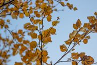 Yellow Leaves in Tilt Shift Lens