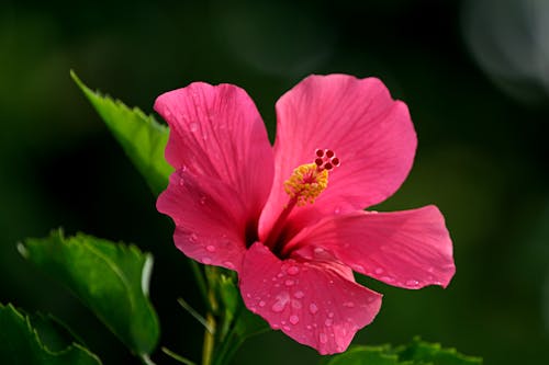 ฟรี คลังภาพถ่ายฟรี ของ การถ่ายภาพดอกไม้, ชบา, ดอกไม้ คลังภาพถ่าย