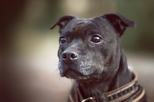 Free Black and White American Pitbull Terrier Stock Photo