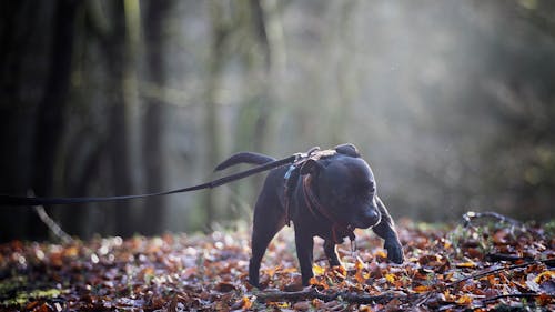 Free Black Short Coat Small Dog on Dried Leaves Stock Photo