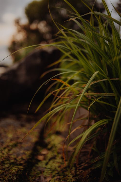 Close up of Green Grasses