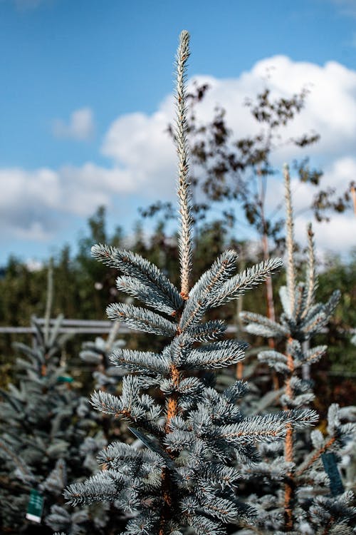 Blue Spruce tree in Close Up Photography