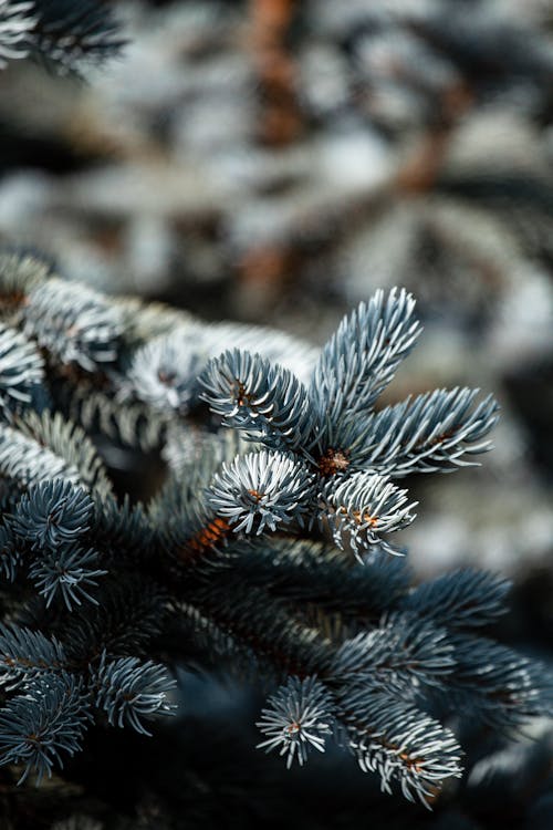 Close Up photo of Spruce Leaves