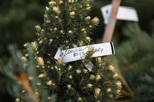 Label on Christmas Twigs