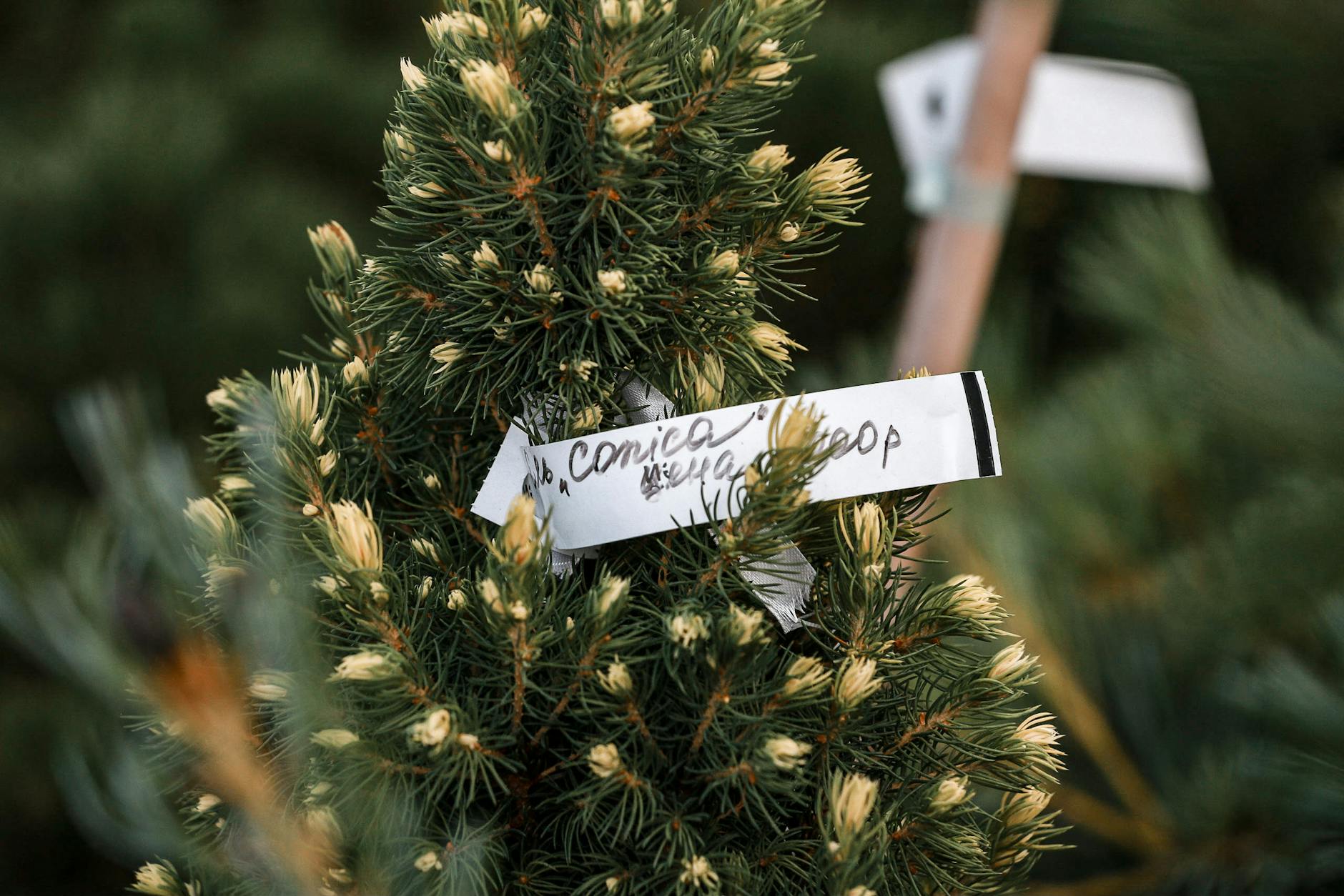 A close-up view of a labeled evergreen tree, ideal for Christmas or winter-themed projects.