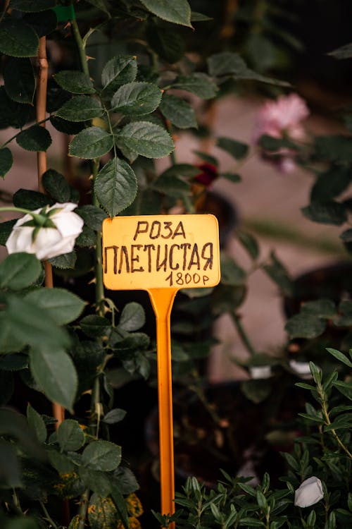 Price Tag Beside a Flowering Plant