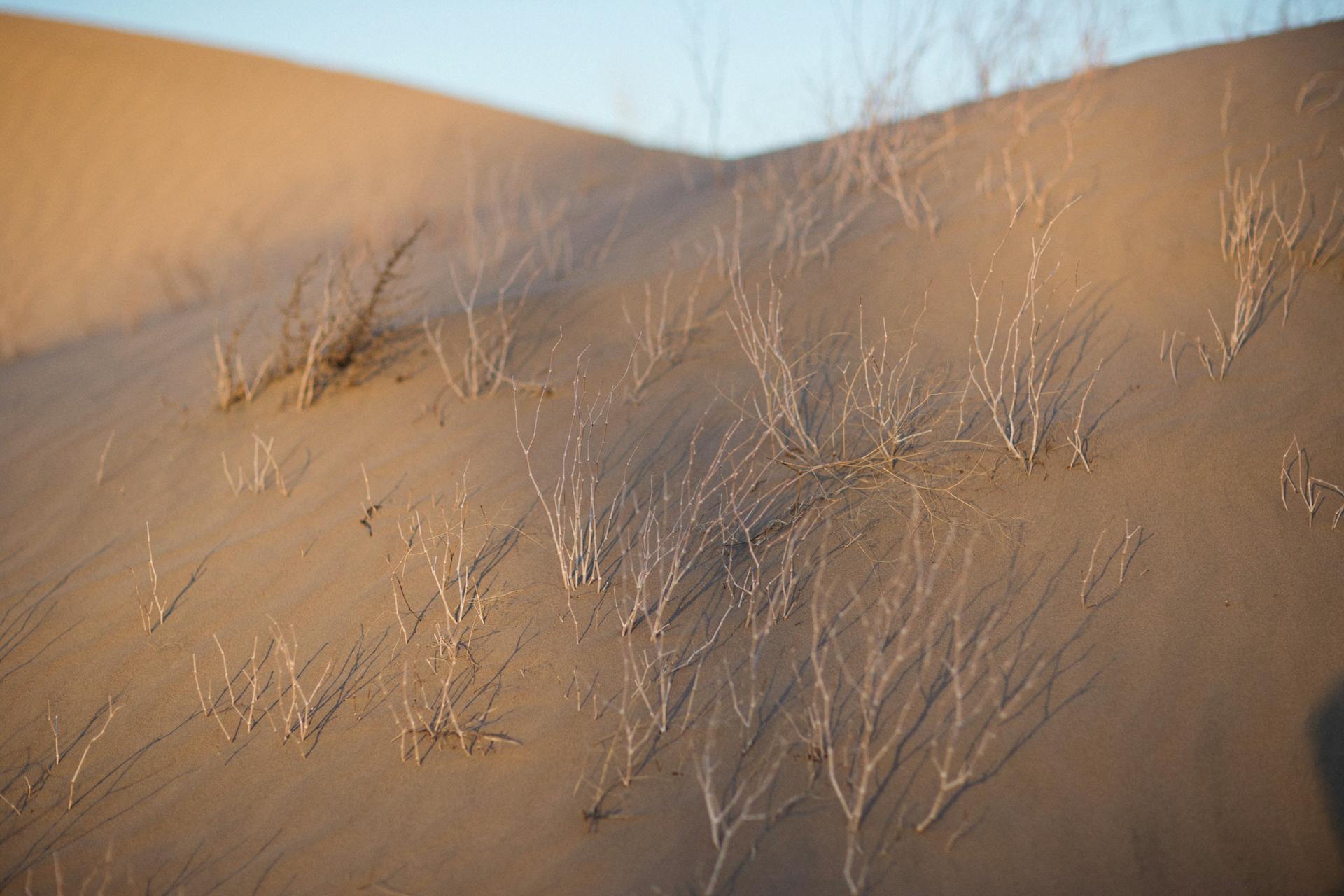 A close-up view of barren desert dunes with sparse, dried branches under warm sunlight.