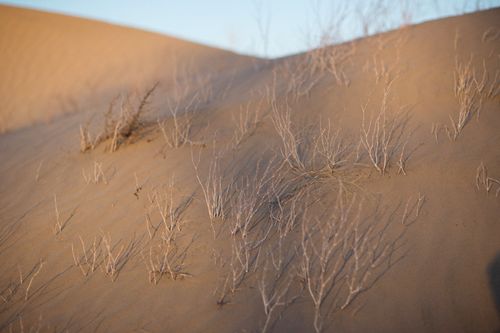 Free A close-up view of barren desert dunes with sparse, dried branches under warm sunlight. Stock Photo