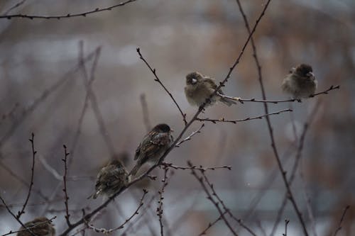 Brown Birds Perched on Tree Branches