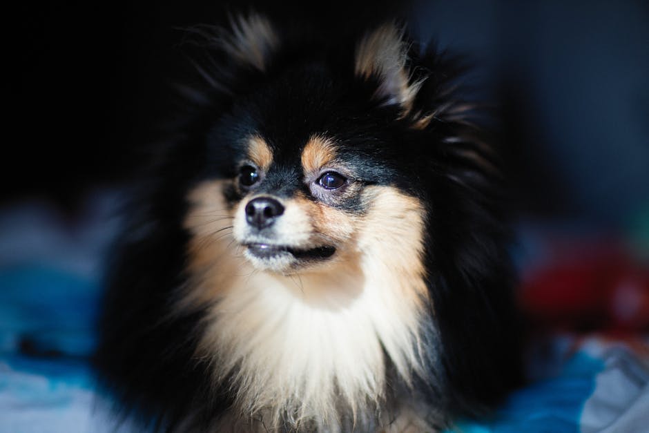 Close-up portrait of a cute black and tan miniature spitz dog