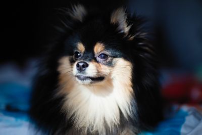 Pomeranian – hundras