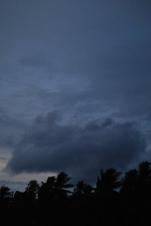 Silhouette Trees Under Dark Clouds