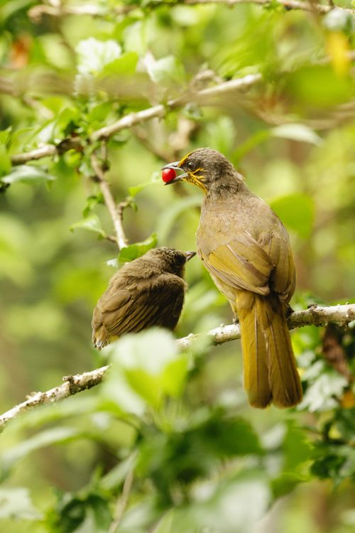 Free A stripe-throated bulbul perched on a branch, eating a berry in a lush green setting. Stock Photo