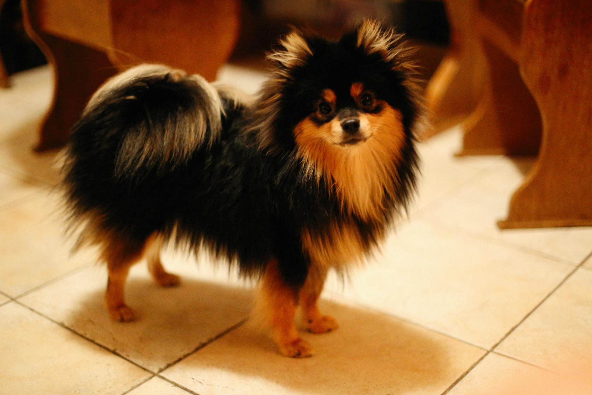 Close-Up Shot of a Pomeranian