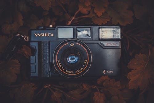 갈색 잎에 검은 Yashica 컴팩트 필름 카메라 배치