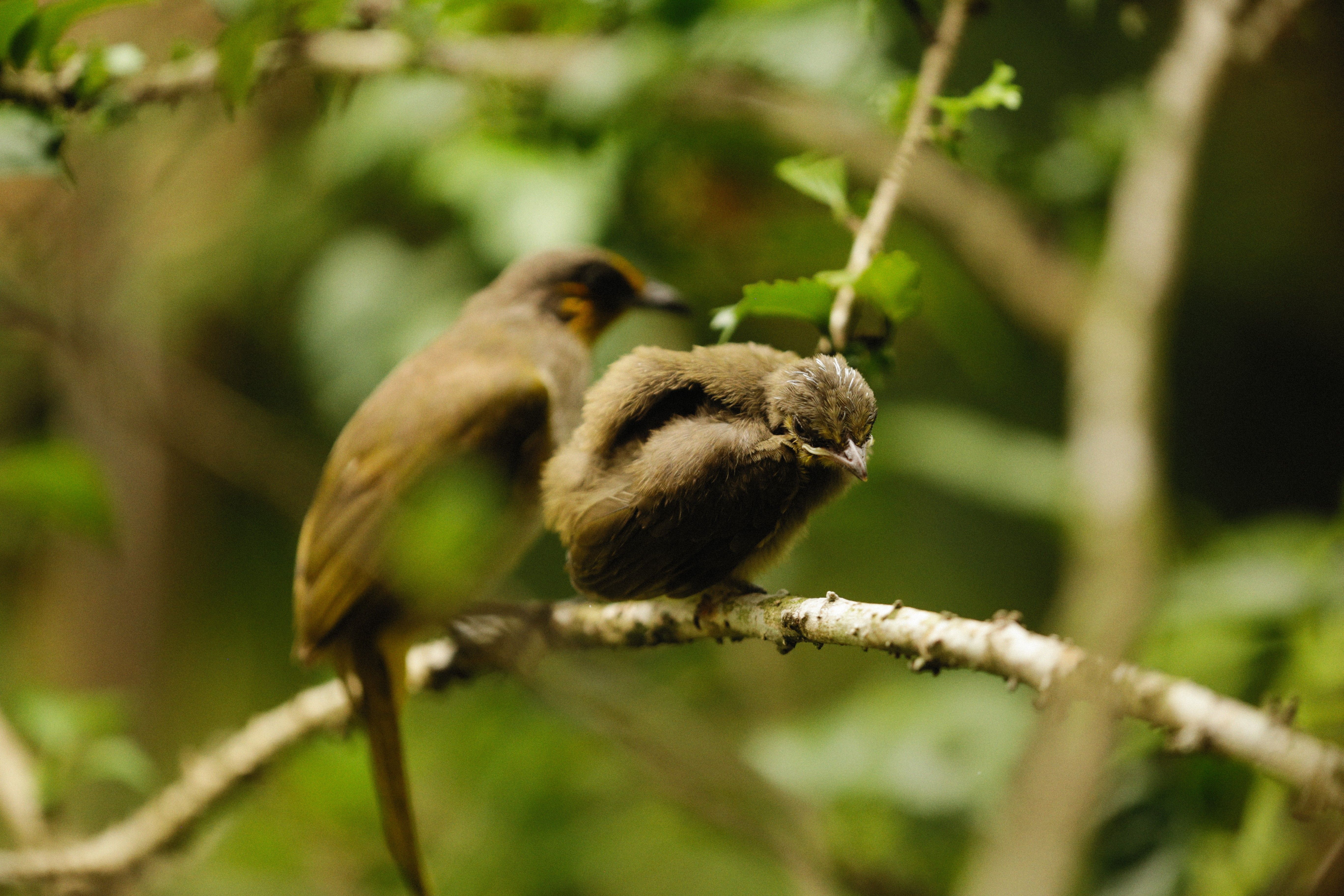 Selective Focus Photography of Sleeping Monkey on Branch · Free Stock Photo