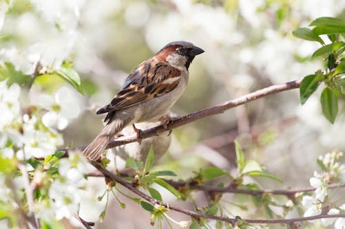 A Sparrow Perched on a Branch