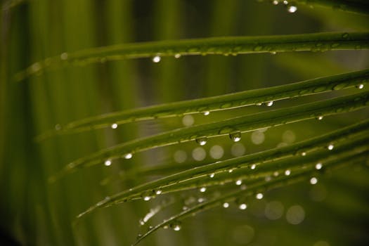 Close-up of fresh dewdrops on green leaves highlighting nature's beauty.